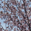 01, 05. 2019　満開の桜