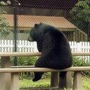くまこの日記