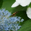 アジサイ花見ついでにヨツスジハナカミキリ