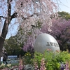 🌸上野恩賜公園の桜　もうすぐ満開です😊