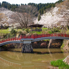 今年の桜開花は本当に早かった