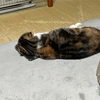 夜の国道の除雪部隊はめっちゃすごいんですよ