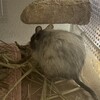 しろごまあん1261日目