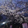 上野の桜