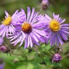 浦菊、蝦夷河原撫子、海蘭、浜茄子、粘り菊、山母子、蝦夷山薊