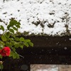 霙の鎌倉散策　～杉本寺・報国寺・浄妙寺～