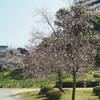 春を満喫！旧芝離宮恩賜庭園でお花鑑賞散策｜2025年3月開花状況、ジュウガツザクラ、シデコブシ、ユキヤナギ、椿、クサボケ、写真（東京都港区）