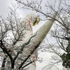 ようやく開花  桜を見に万博公園へ