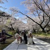 ●ご近所お花見🌸　その1  高麗神社