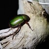 メダカと一緒に泳いでいたコガネムシ