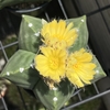 ランポー玉の花が咲きまくり