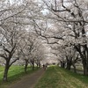 ふたたび、福岡堰の桜