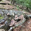 夏のきのこ狩り　その１