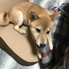 柴犬あきとの生活　93