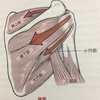 肩関節の筋肉ローテーターカフ棘下筋を伸ばす肘打ちストレッチを紹介します。肩関節が拘縮している方  可動域の狭い方にオススメです。