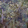 ニショクキムネオオハシ(Chestnut-mandibled Toucan)