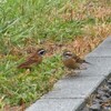 大角海浜公園へ