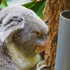 【大人は楽しめない？】名古屋の動物園、東山動植物園に行ってきた感想