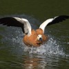 動物園裏の野鳥を紹介（２０２０　０５３０）その１。