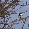 ２月６日のシジュウカラ