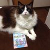 ねここさん、12歳になる。
