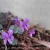 春真っ盛り・自宅の花・・