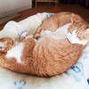 もう全部「２５３５（にゃんこサイコー）」円でよくない？
