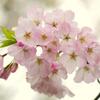 城崎温泉 桜（サクラ）情報。（2013.第一弾）