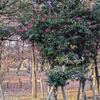 １．２．（木・晴れ）旧友の死。