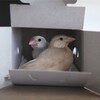 文鳥と暮らしています。