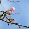 河津桜が一輪