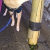 クレープ、だよ