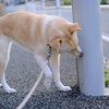 ねぎ（愛犬）の、春散歩。