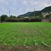 ひまわり🌻畑除草