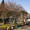 黒田春日神社・百年桜