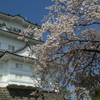 小田原城桜の開花状況2018（2018/3/31）