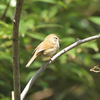 ウグイスの鳴き声が聞こえます。