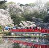 2019年4月6日(土)岩槻城址公園の桜 (さいたま市岩槻区)