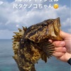 今年初釣り（能登島穴場）