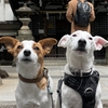 あっちの恵比寿神社詣で