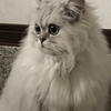 ☆☆ペルシャ猫さん探しています☆☆