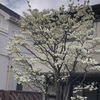 草木の花と春の神田川