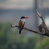 ヤマショウビン(Black-capped Kingfisher)