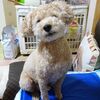 ニゴくんソファの際に座る