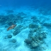 2023GW小笠原旅行 6日目(境浦海岸・釣浜)