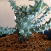 Euphorbia tuberculata 成長記(2019.5.17)