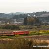 canola railroad(3)