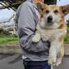 G7サミット