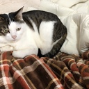 育児と筋トレオヤジ