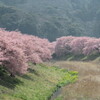 南の桜　青野川